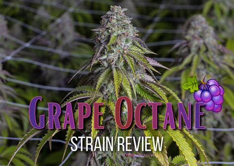 grape octane strain review