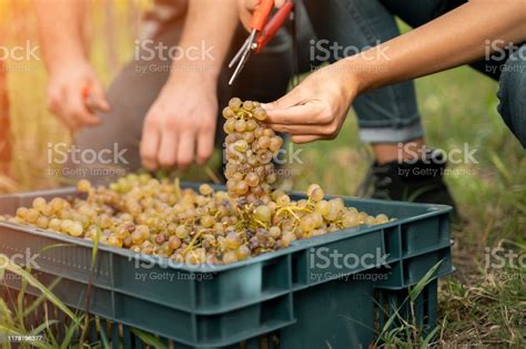 Grape Picking Crates
