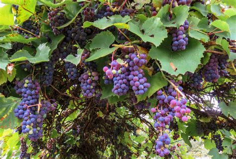 Grape Tree History