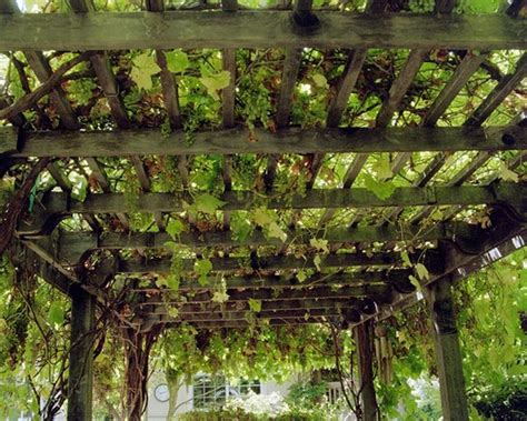 Grape Trellis Pergola