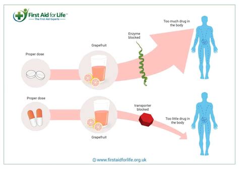 Grapefruit Effect On Zyrtec