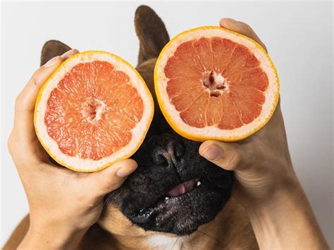 Grapefruit In Dogs