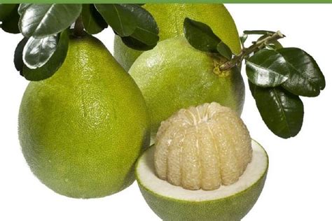 Grapefruit In Vietnamese