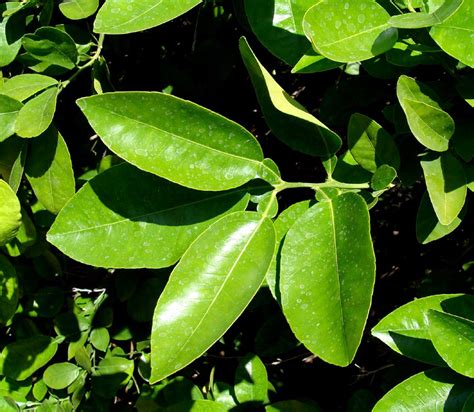 Grapefruit Leaf Identification
