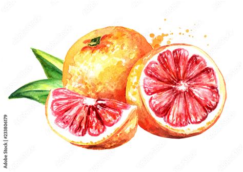 Grapefruit Slice Drawing