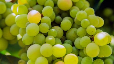 Grapes For Chronic Constipation