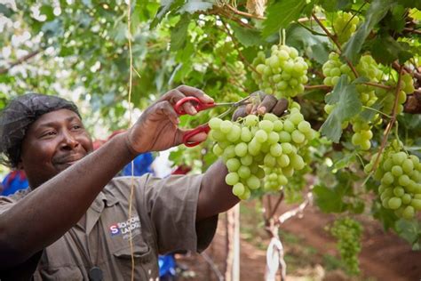 Grapes Growing In Uganda