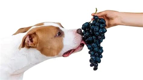 Grapes Ingested By Dogs