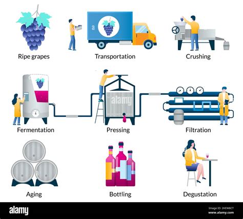Grapes Wine Making Process