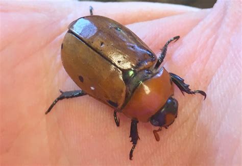 Grapevine Beetle Diet