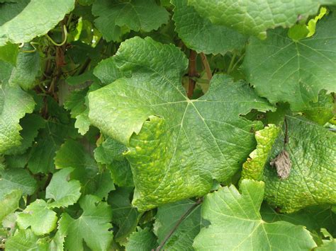 Grapevine Is Associated With