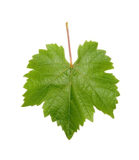 Grapevine Leaf