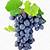 grappolo uva con foglia
