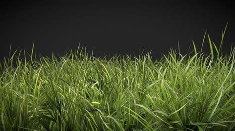 grass 3d model