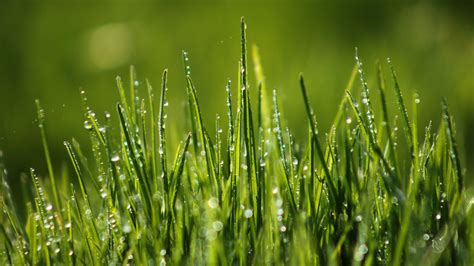 wallpapers Grass Wallpapers