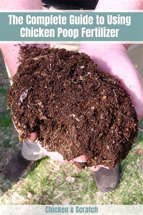 Grass Fertilizer Safe For Chickens