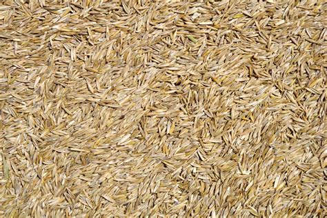 Grass Seed Expiry Date