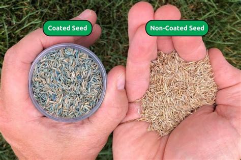 Grass Seed Green Coating