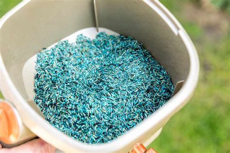 Grass Seed Is Blue