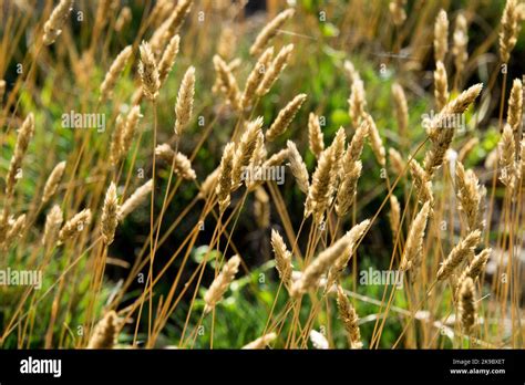 Grass Seed Keeps Drying Out