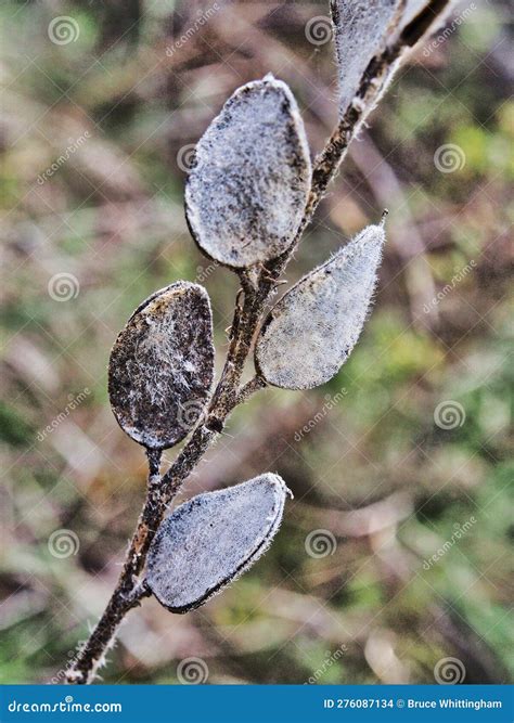grass seed pods
