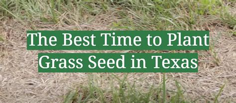 Grass Seed Texas