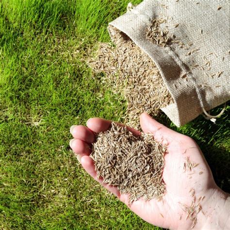 Grass Seed To Use In Fall