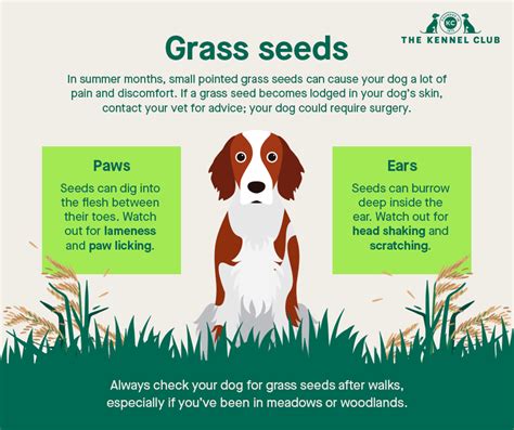 Grass Seeds Dog
