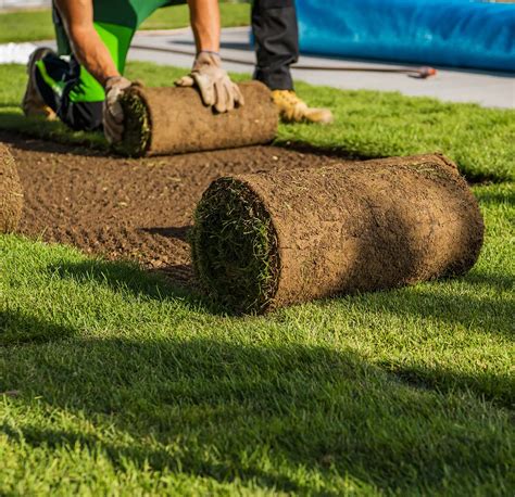 Grass Sod