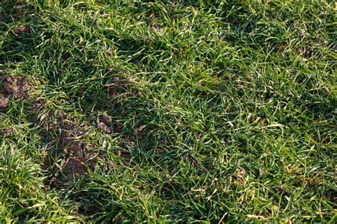 Grass That Grows In Patches