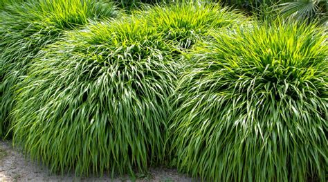 5 Steps for How to Grow Grass in Shade Under Trees Grass Pad