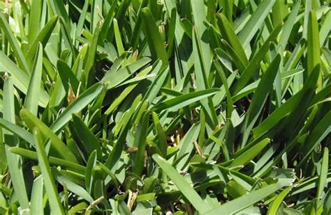 What Grass Grows In Shade and How Do I Grow It? Family Handyman