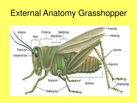 Grasshopper Antennae Function