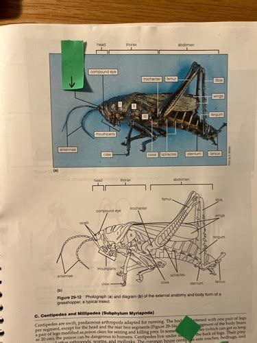 Grasshopper Dissection Questions