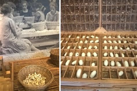 Cool Graticci Per Bachi Da Seta Going Viral