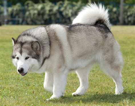 gray alaskan malamute