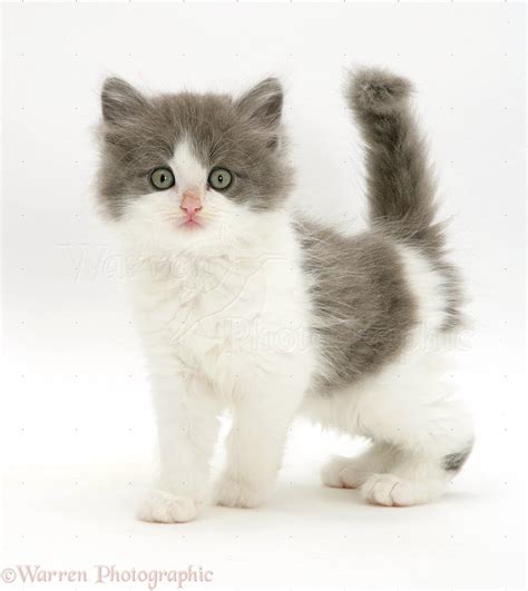 gray and white fluffy cat