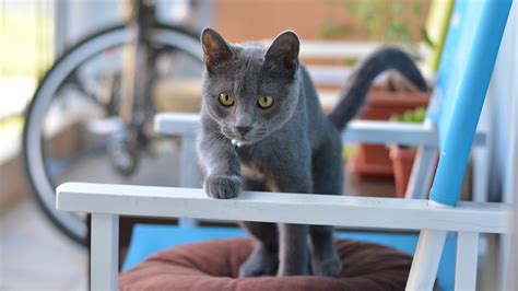 Gray Cat