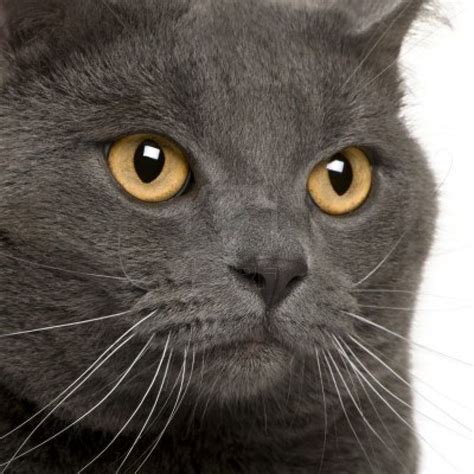 gray cat gold eyes