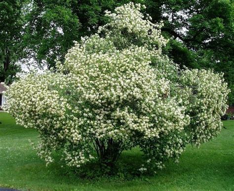 gray dogwood shrub