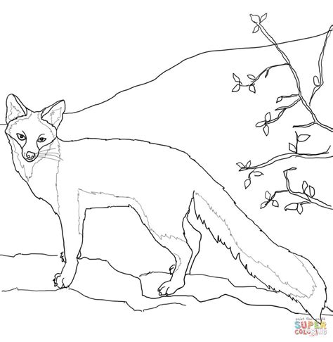 gray fox coloring pages printable template