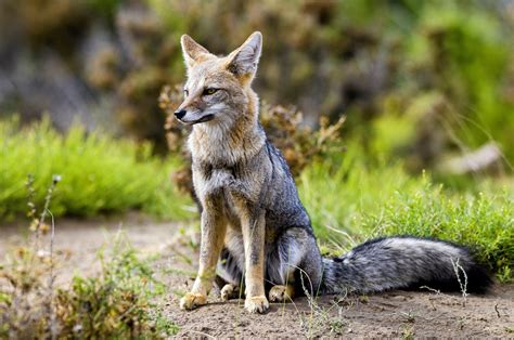 gray fox or coyote