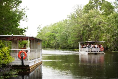gray line swamp tours new orleans
