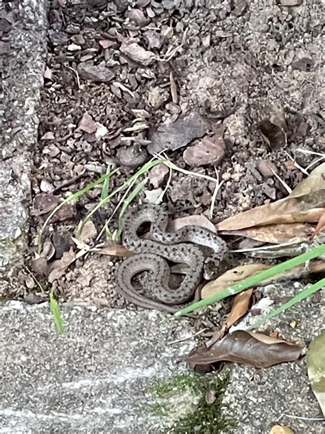 Gray Snake Ga