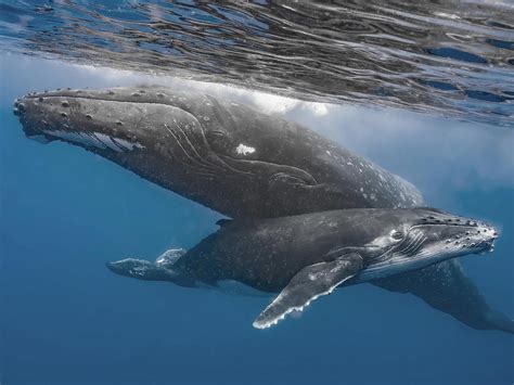 gray whale and humpback whale