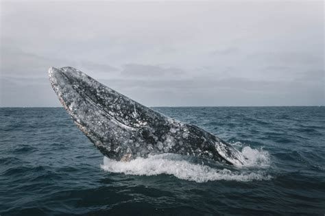 gray whale conservation status