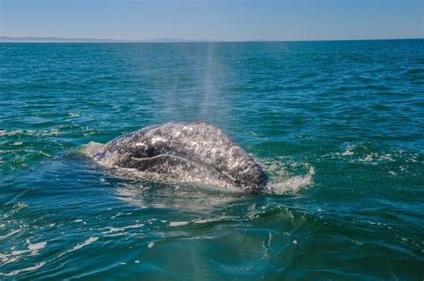 gray whale endangered status