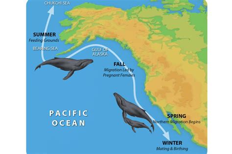 gray whale migration map california