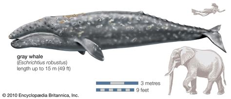 gray whale size and weight