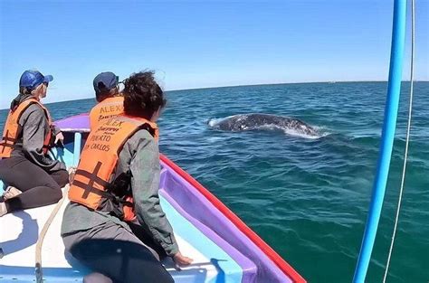 gray whale tour